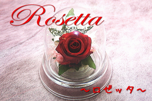 送料無料！ケース入り枯れないお花プリザーブドフラワー「ロゼッタ」