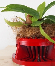 ダンディグリーン縁（コウモリラン） 【赤】　【しゃれ坊シリーズ】