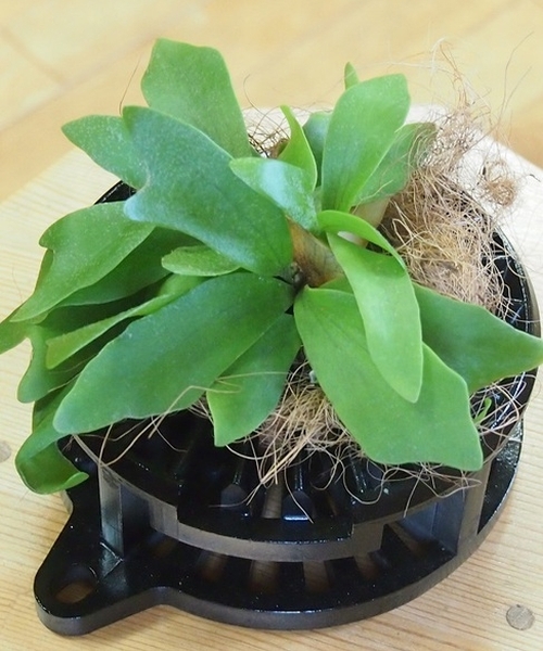 ダンディグリーン縁（コウモリラン） 【黒】　【しゃれ坊シリーズ】