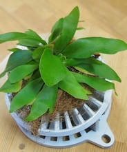 ダンディグリーン縁（コウモリラン） 【白】　【しゃれ坊シリーズ】