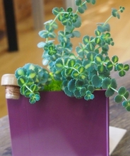 エアーボックス（ミセバヤ）　【パープル】　【ボタニカルボックス】