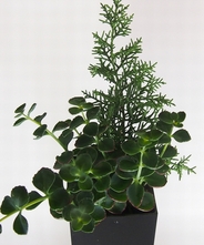 ボタニカル・ロングプラント　【黒】　【ボタニカルピラー】