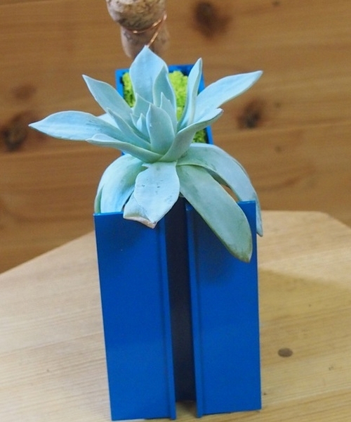 エアーボックス（エケベリア）【青】　【ボタニカルボックス】