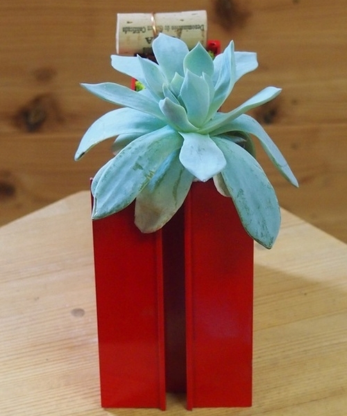 エアーボックス（エケベリア）【赤】　【ボタニカルボックス】