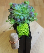 エアーボックス（センペルビブム）【黒】　【ボタニカルボックス】